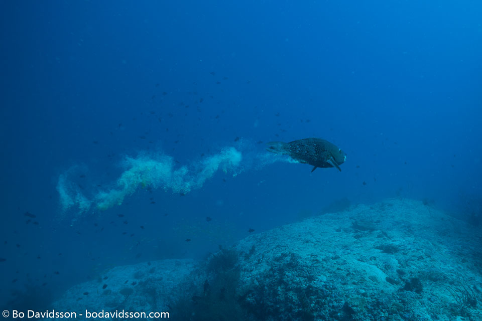 BD-150425-Maldives-8500-Scarus-rubroviolaceus.-Bleeker.-1847-[Ember-parrotfish].jpg